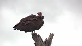 Lappet-faced vulture | Kruger National Park