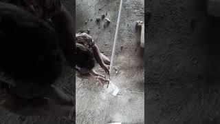 How to plaster Thiyya setting #shorts #viral