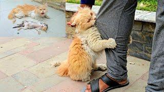 Please Don't Leave, My Child is Dying" Crying Mother Cat Begging for Help for Her Struggling Kitten
