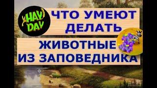 Животные в заповеднике могут развлекать гостей!  Как?  HAY DAY с Маринкой-Малинкой