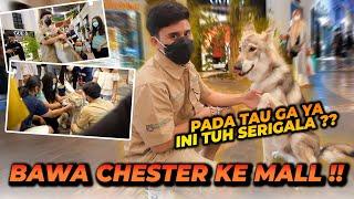 BAWA SERIGALA KE MALL ?! CHESTER SENENG BANGET KETEMU BANYAK ORANG !