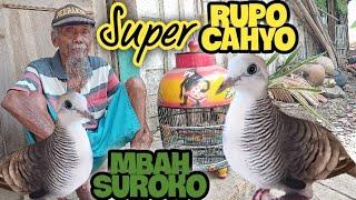 Perkutut Lokal Katuranggan RUPO CAHYO Super Dari Mbah Suroko  Istimewa