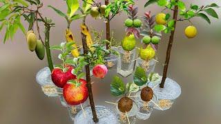 How To Grow Mango Banana Peach Apple Guava Pomegranate Kiwi and Lemon Trees From Fruits and Branches