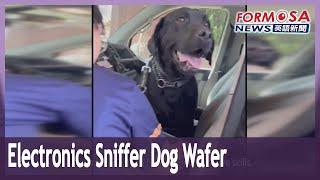 A day in the life of Wafer, Taiwan’s first electronics sniffer dog｜Taiwan News