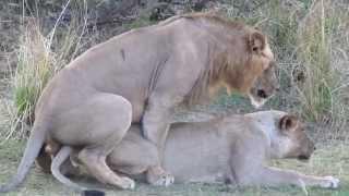 Lion sex: you won't believe the noises they make! Mating & orgasm (just like humans!)