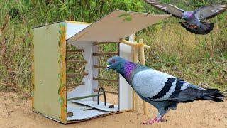 Best Creative Pigeon Trap Using Cardboard Box - How To Make  Bird Trap