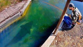 MASSIVE FISH…..TINY CREEK!!! (INSANE)