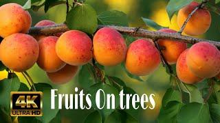 Fruits 4k Video || Fruits on tree || Non copyright footage || with Relaxing Music 