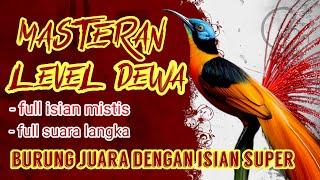 MASTERAN LEVEL DEWA BIKIN BURUNG FIGHTER  GACOR MAKSIMAL #masteranburung #masteranmuraibatu