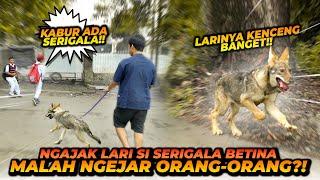 AJAK JALAN2 BETINANYA CHESTER ! ORANG2 LANGSUNG PADA KABUR ?!