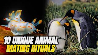 Top 10 Animals With the Most Unique Mating Rituals,| Animals Mating in Ten Minutes