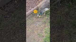 Feeding our neighborhood Peahen  #animallover #animalshorts #peahen