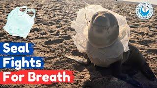 Seal Fights For Breath