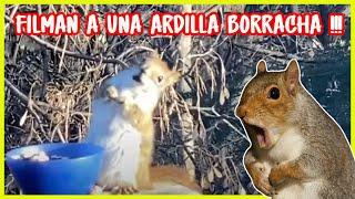 ️ Filmaron a una ardilla borracha!!!! ️ // meme viral #meme