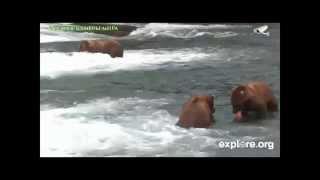 Бурые медведи ловят лосося в водопадах реки Брукс