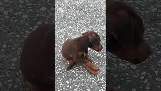 DOBO the chimpanzee... typical moments #youtube #shorts#viral # dogs#funny