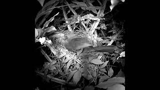 Bug Wakes Up Nesting Cardinal - #shorts