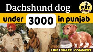 Dachshund - PUPPIES FOR SALE in Punjab  | Puppy Small Breed | Dachshund dog under 3000 in punjab