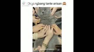 si abu di gangbang Tante arisan