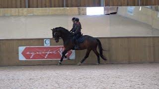 WARM UP FOR HORSES WITH A HIGHER HEAD CARRIAGE | OTD.TV