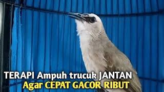 Trucuk BETINA memanggil Jantan Suara Birahi Ngecuplik 100% pancingan trucukan gacor agar BUNYI EMOSI