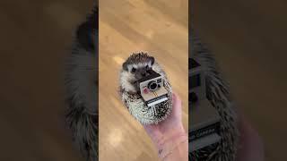 On Snap!   Shake it like a Polaroid picture    #hedgehog #hedgehogs #hedgehogsofinstagram #hedgehogl