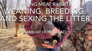 Weaning, Breeding, and Separating a litter | Raising Silverfox Meat Rabbits