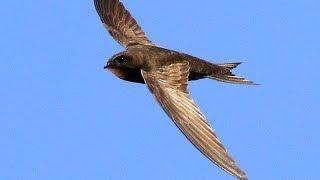 Amazing Facts of Faith — Common Swift