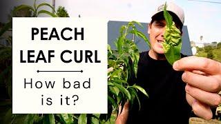 PEACH LEAF CURL: What is it? How do you prevent it? How do you you treat it?