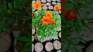 Cosmos Flower Plant Beautiful Flowering #ytshorts #flowers #plants #nature