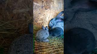 кролики...маленькие как хомячки#rabbits