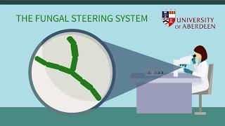 The fungal steering system: a route to infection