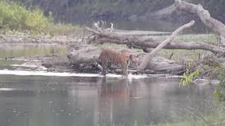 Bengal Tiger (panthera tigris tigris) 