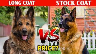 Long Coat German Shepherd Vs Stock Coat German Shepherd : Gsd battle royal