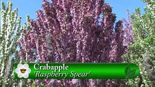 Crabapples & The Tree Book