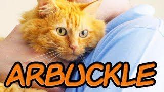 Arbuckle: A Garfield Fan Film