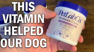 PetLab Co. Probiotics for Dogs Review - This Vitamin Helped My Dog
