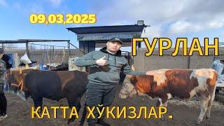 ХОРАЗМ ГУРЛАН КАТТА ХЎКИЗЛАР НАРХЛАРИ. 09,03,2025