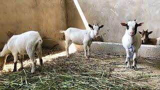 Vaccinating Goats For PPR | Step By Step Guide