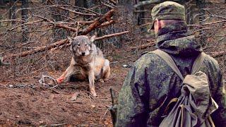 (Часть1)Волк лежал и только тихо стонал,парень остановился, пораженный этим зрелищем!