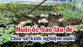 Nuôi ốc Bươu, Ốc Nhồi || Bao lâu thì ốc đẻ, Chia sẻ kinh nghiệm nuôi