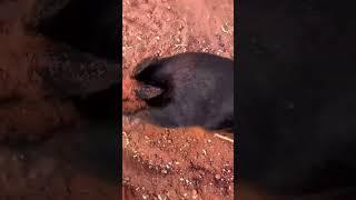 Black Rabbit  #shorts #short #youtubeshorts #trendingshorts #viral