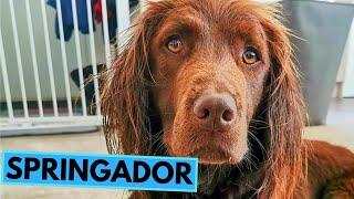 Springador - TOP 10 Interesting Facts - Labrador Retriever x Springer Spaniel