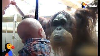 Orangutan Kisses Baby Through Zoo Glass | The Dodo