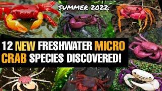 12 NEW Freshwater NANO CRAB Species DISCOVERED! Vivid Color Morphs & Easy to Care For #pets #nature