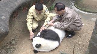 Legendary Giant Panda Basi Dies at 37
