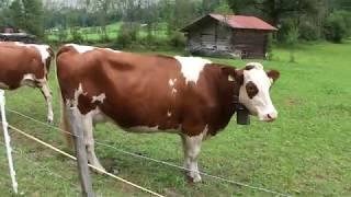 Pretty cows in Lauterbrunnen