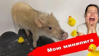 КАК ПОМЫТЬ СВИНЬЮ, КОТОРАЯ НЕ ЛЮБИТ МЫТЬСЯ