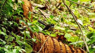 Mid Autumn Birds with Birdsong - New Zealand Birds, Kapiti