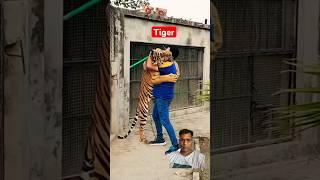 Tiger meat #youtubeshorts #animals #shorts